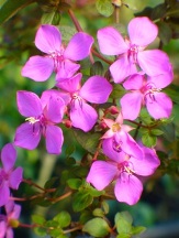 Spanish Shawl, Trailing Lasiandra, Heterocentron elegans, Heeria elegans, H. sessilis, Monochaetum guatemalense, Rhexia elegans, copyright � almostedenplants.com